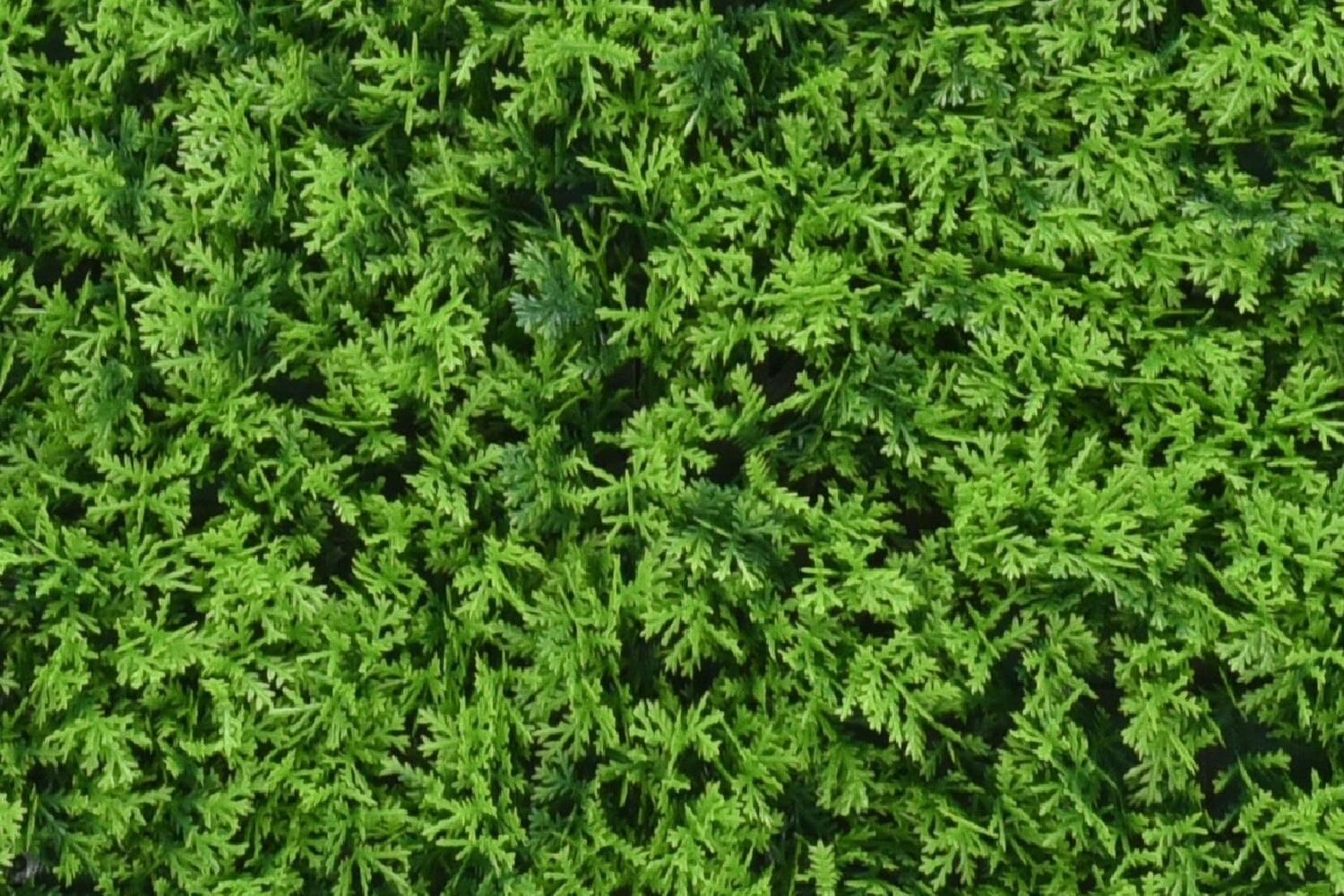 Kunsthaag Charlotte Cupressus | 100 x 100cm | GJ Floors