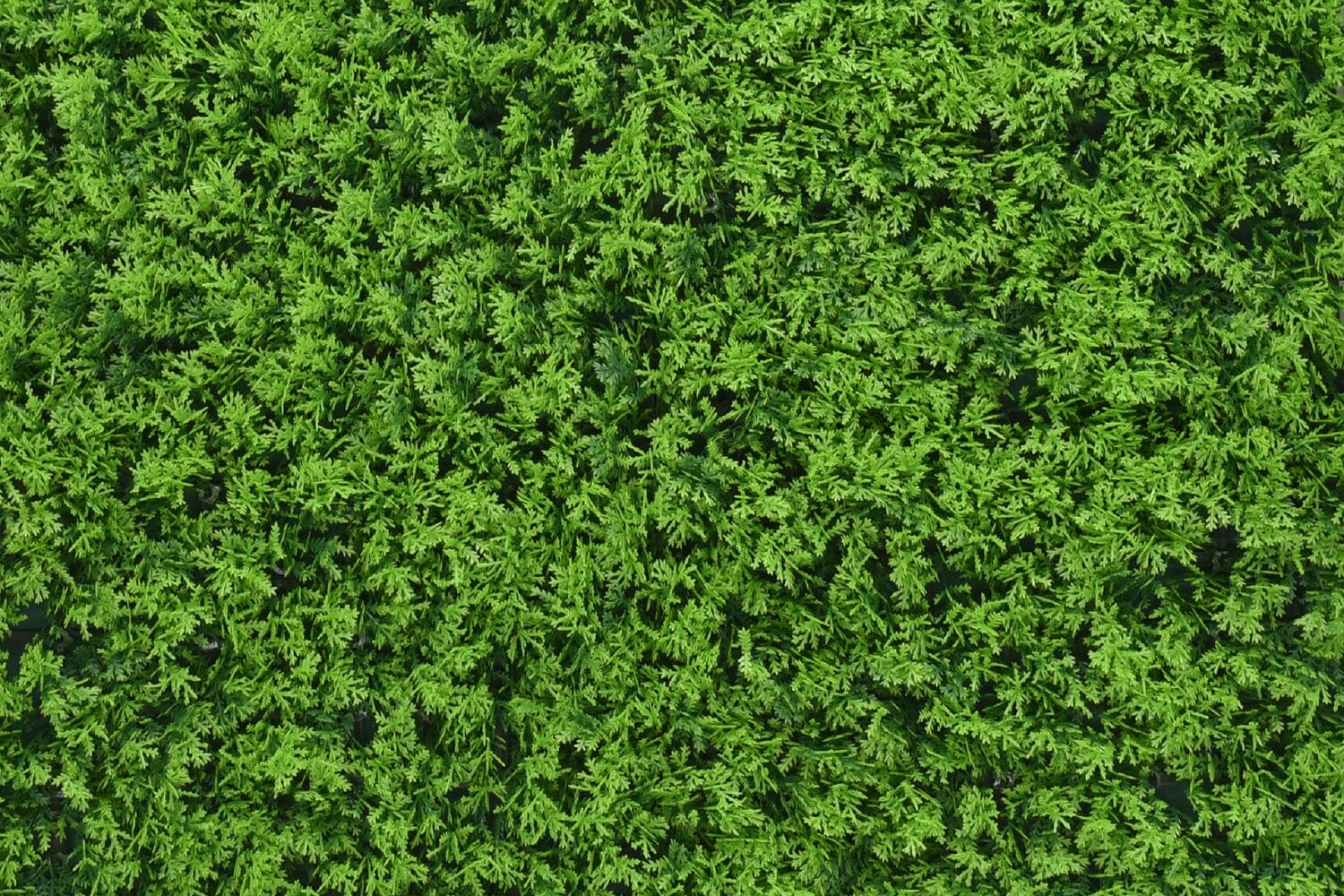 Kunsthaag Charlotte Cupressus | 100 x 100cm | GJ Floors