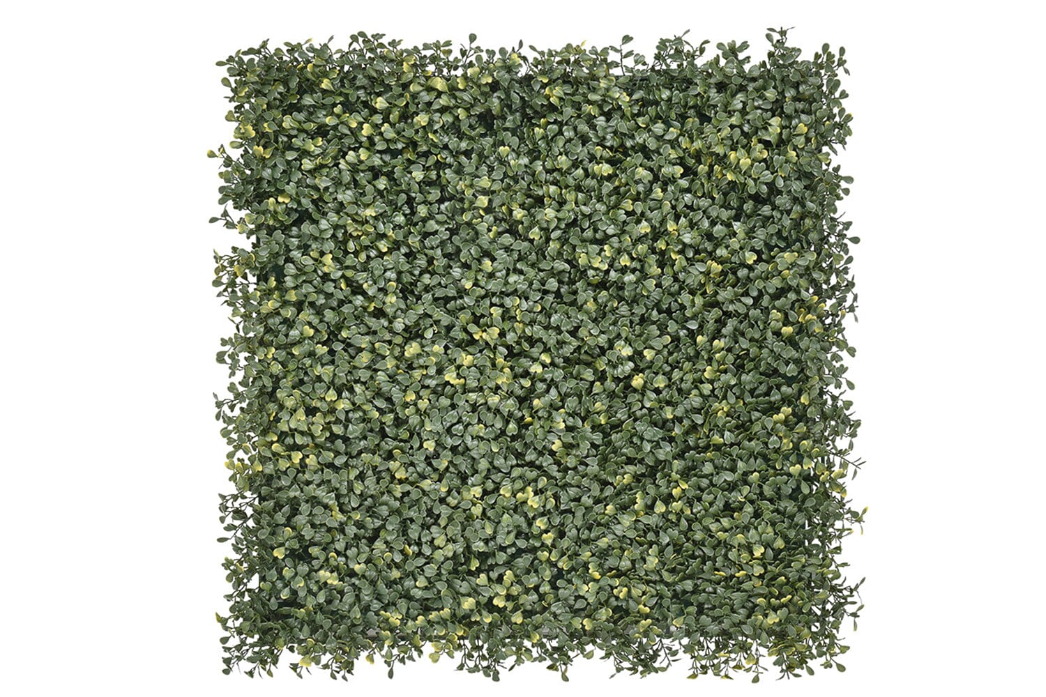 Kunsthaag Emma Buxus | 100 x 100cm | GJ Floors