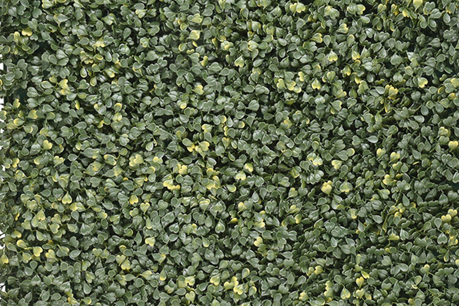 Kunsthaag Emma Buxus | 100 x 100cm | GJ Floors