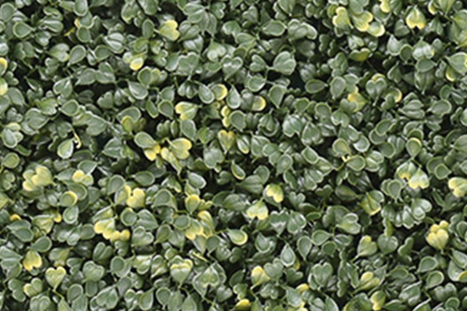 Kunsthaag Emma Buxus | 100 x 100cm | GJ Floors