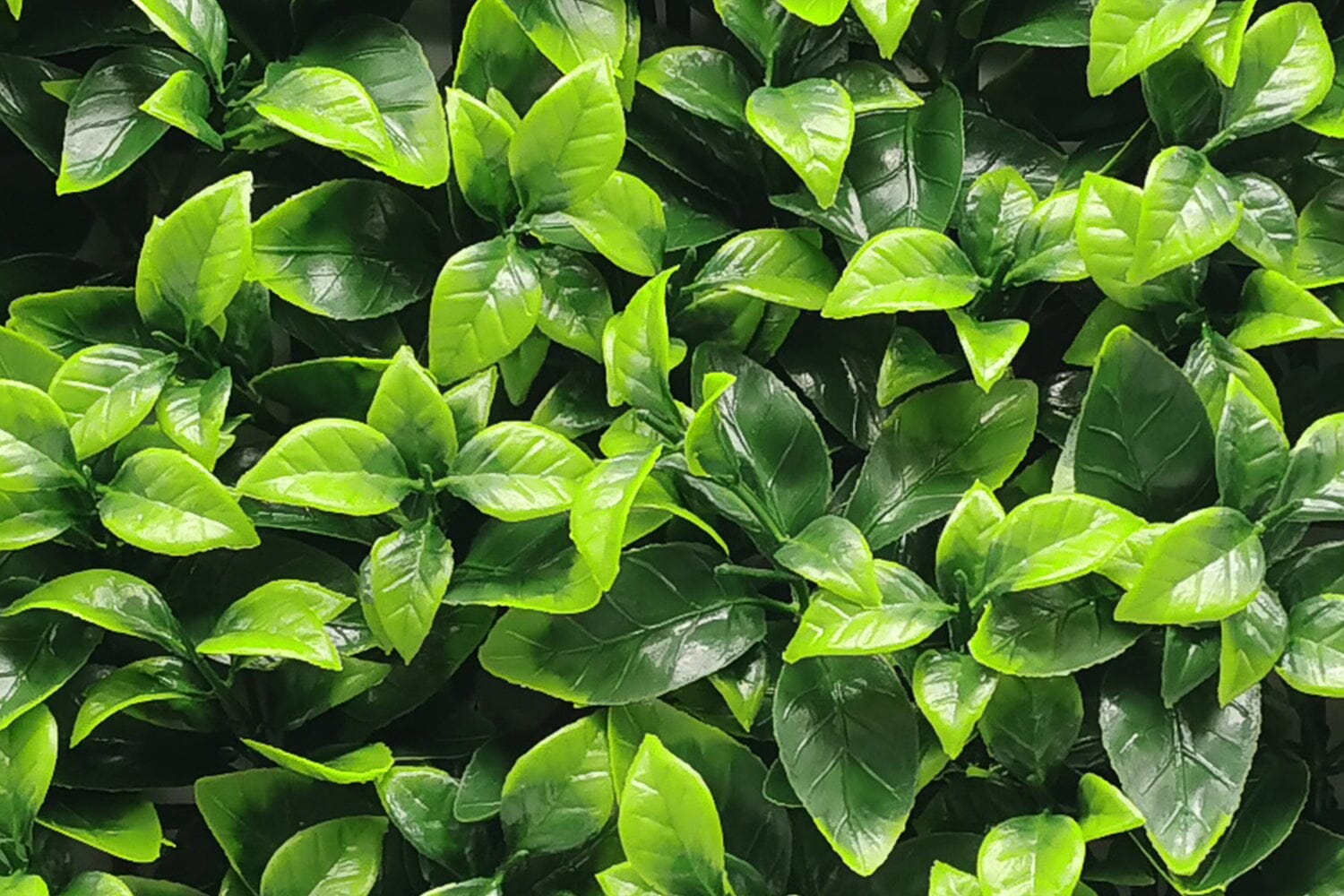 Fresh Light Wandbekleding Rodelopers 