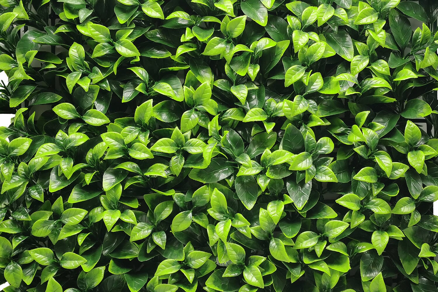 Fresh Light Wandbekleding Rodelopers 