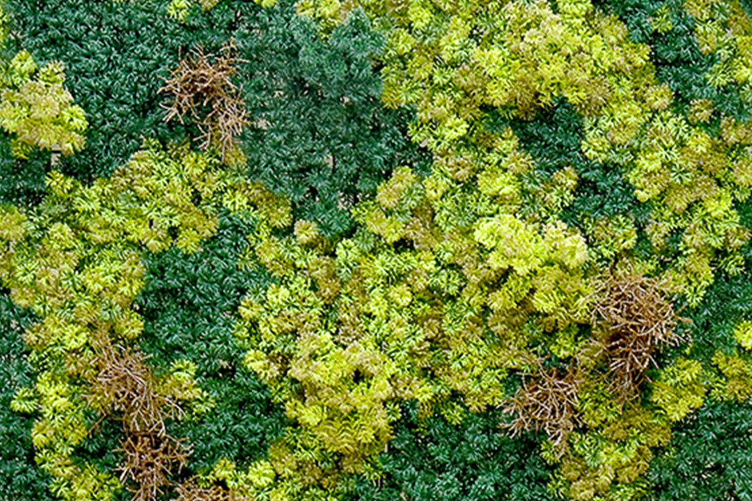 Kunsthaag Abbey Moss | 100 x 100cm | GJ Floors