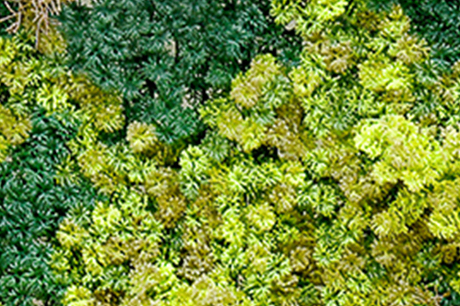 Kunsthaag Abbey Moss | 100 x 100cm | GJ Floors