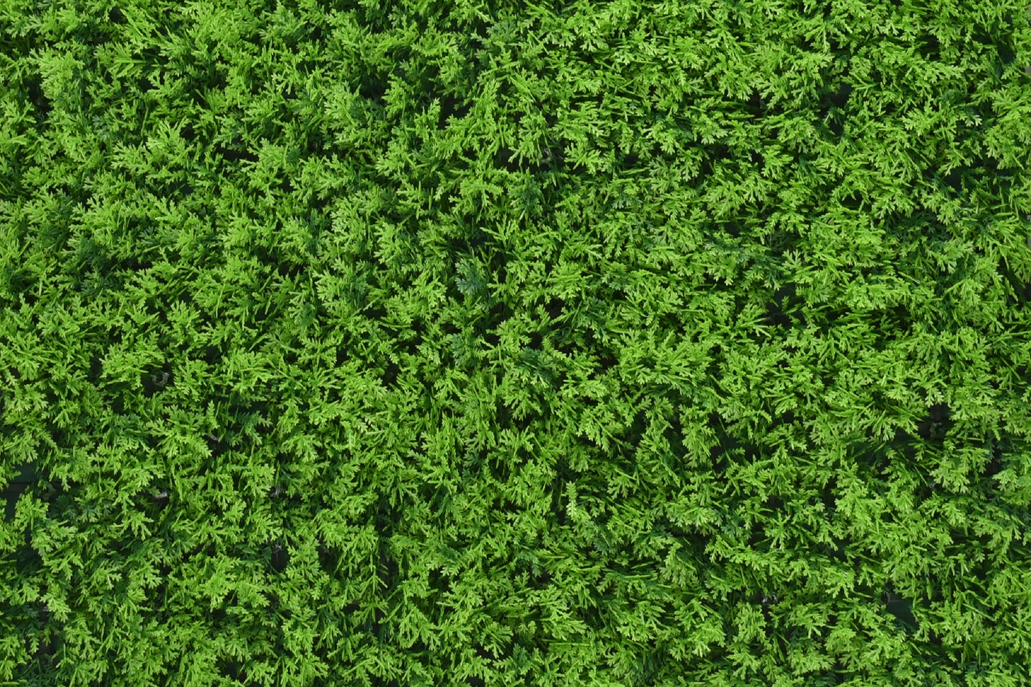 Kunsthaag Charlotte Cupressus | 100 x 100cm | GJ Floors