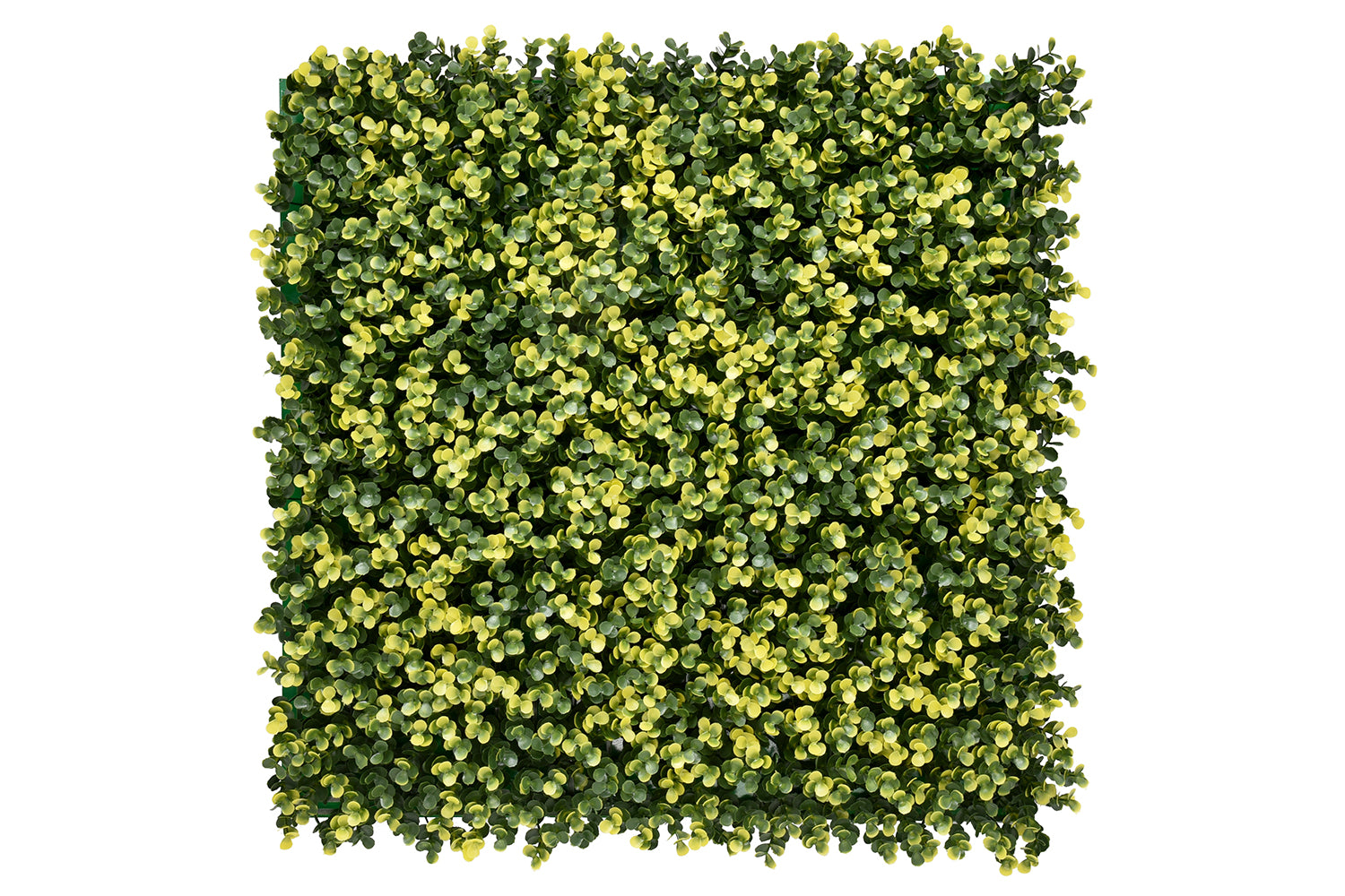 Lina Buxus