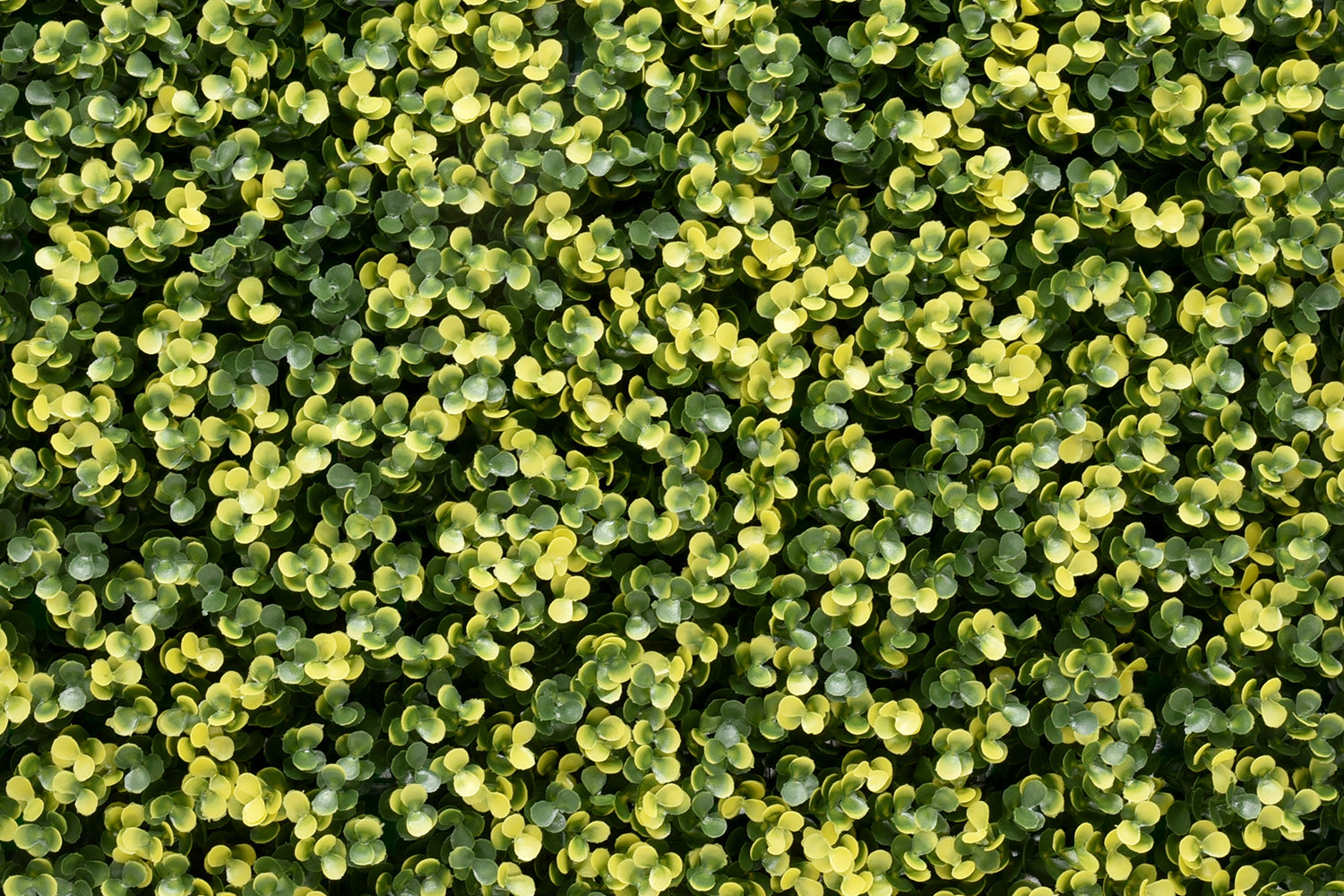 Lina Buxus