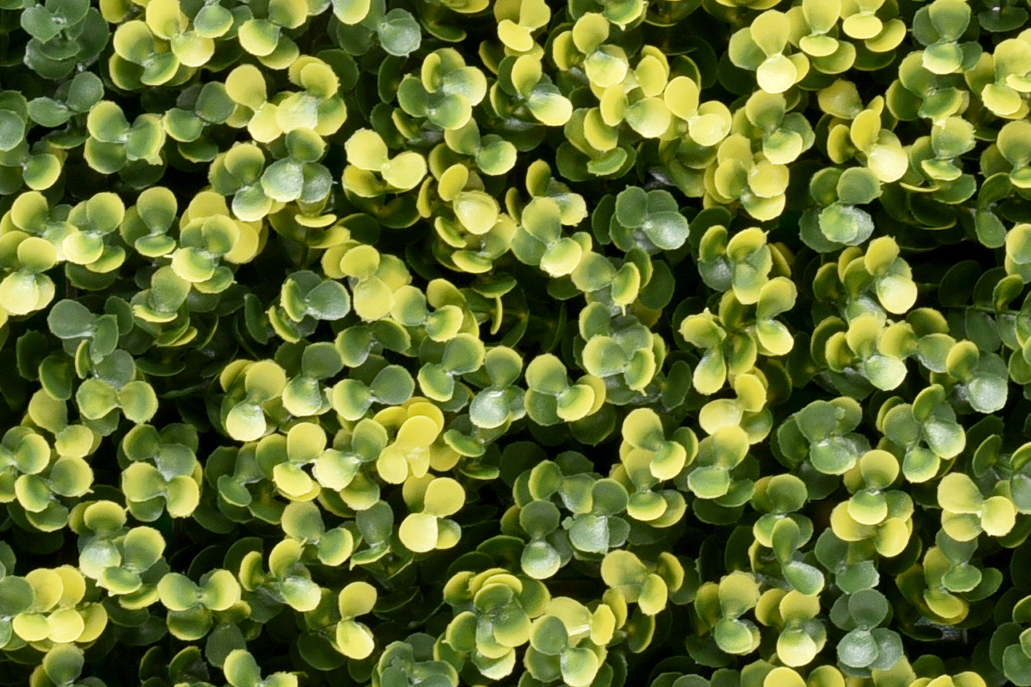 Lina Buxus