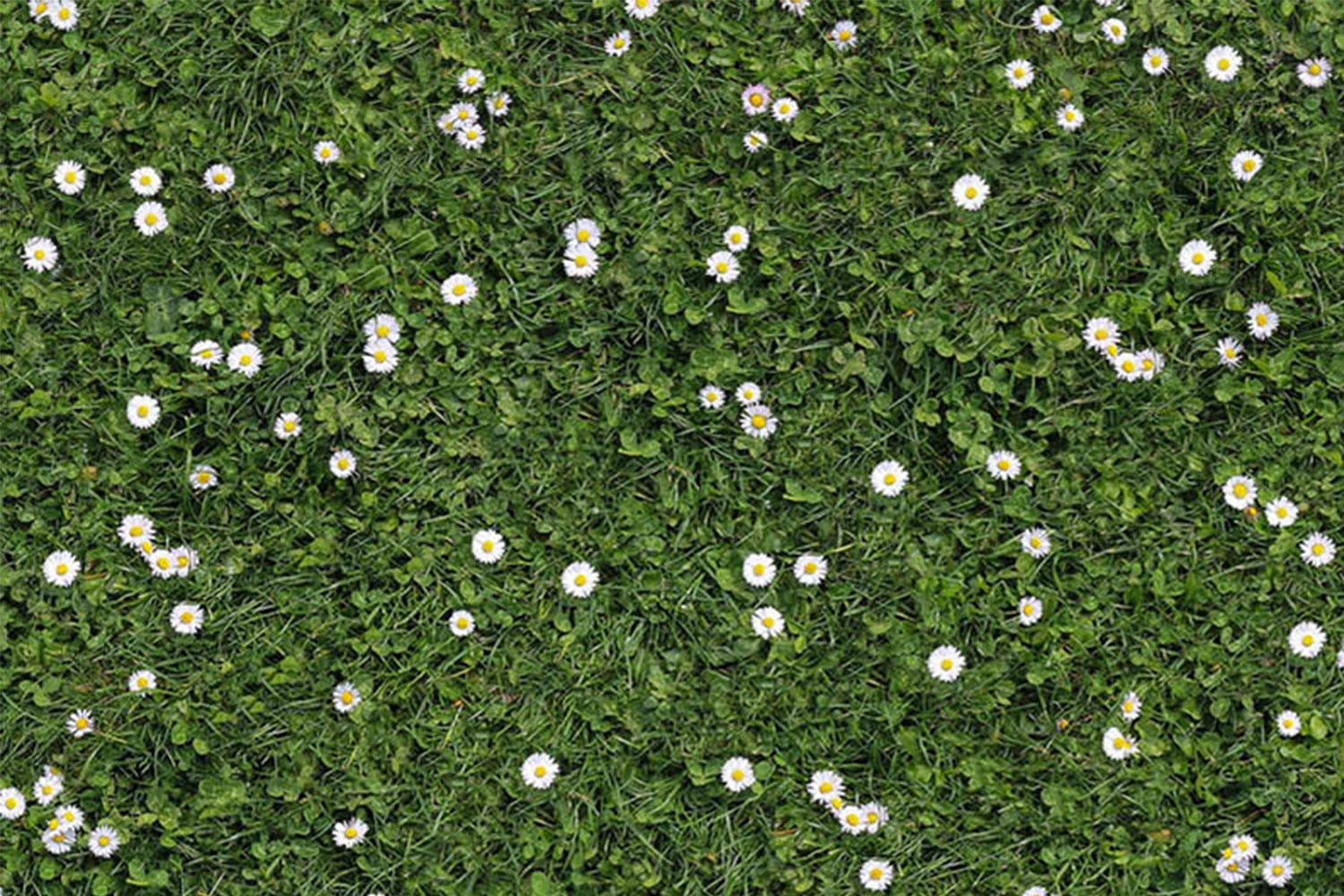 Tokyo Special | Loper met patroon | Bloemenweide | 200cm | GJ Floors