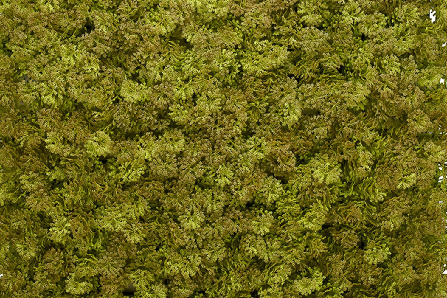 Kunsthaag Kate Moss | 100 x 100cm | GJ Floors