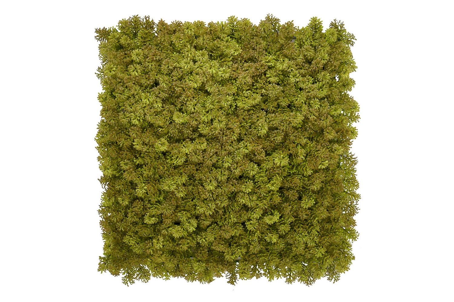 Kunsthaag Kate Moss | 100 x 100cm | GJ Floors