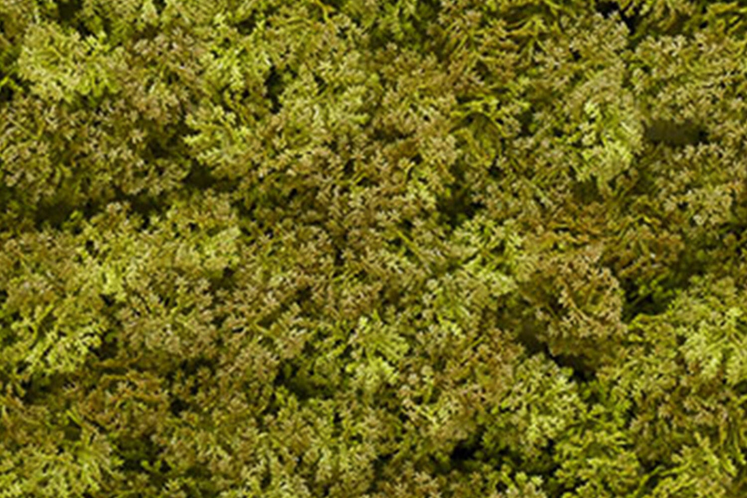 Kunsthaag Kate Moss | 100 x 100cm | GJ Floors