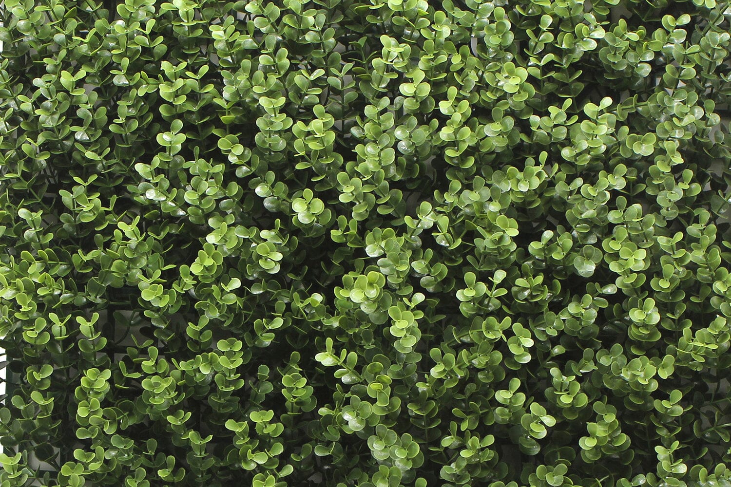 Kunsthaag Leah Buxus | 100 x 100cm | GJ Floors