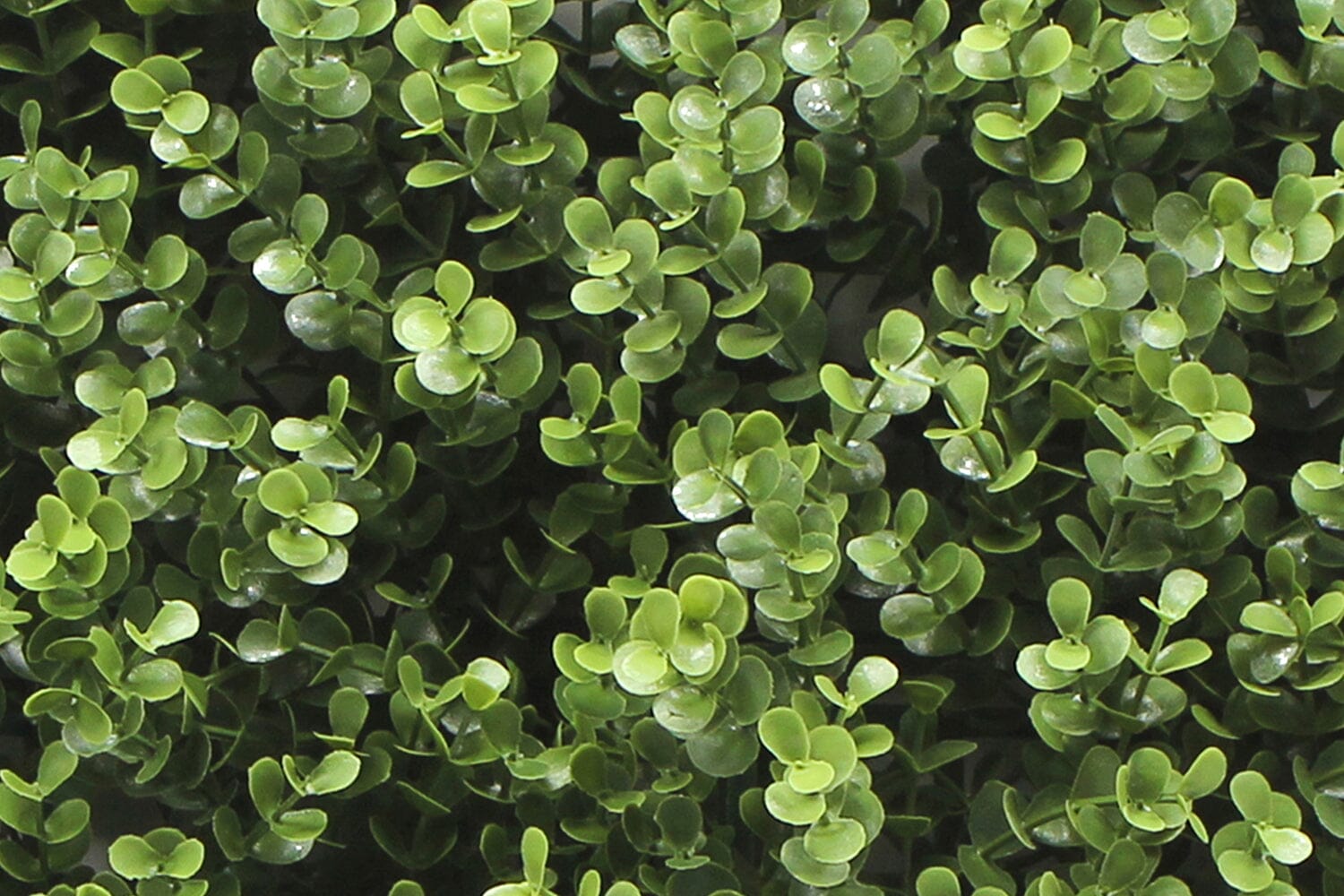 Kunsthaag Leah Buxus | 100 x 100cm | GJ Floors