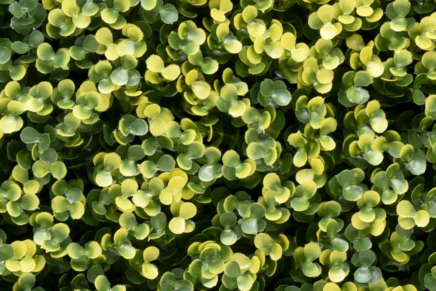 Lina Buxus Wandbekleding Rodelopers 