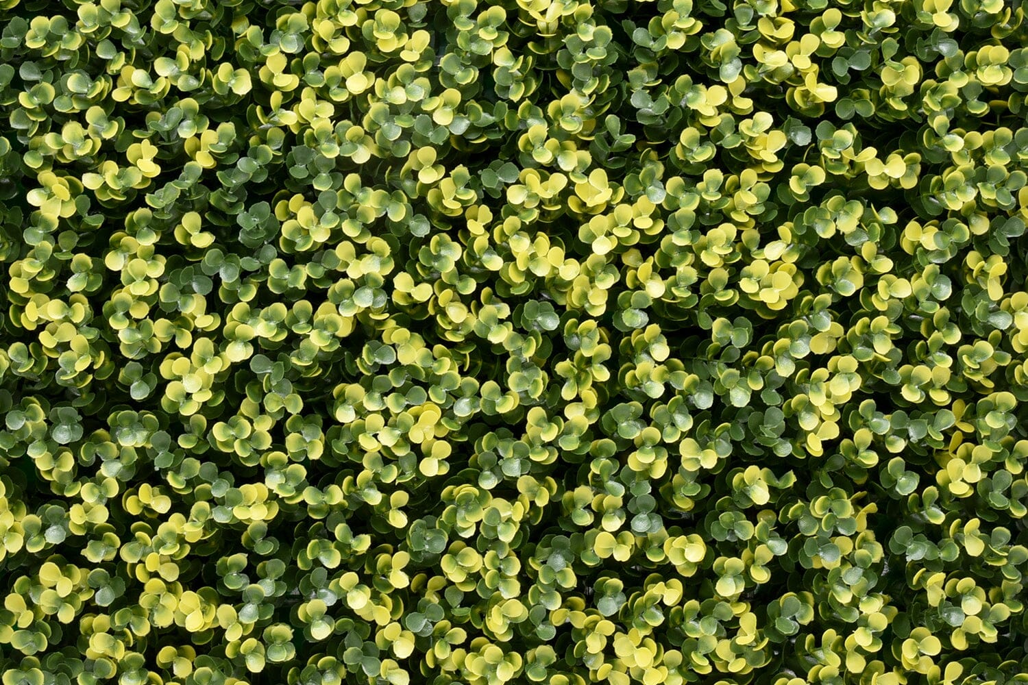 Lina Buxus Wandbekleding Rodelopers 