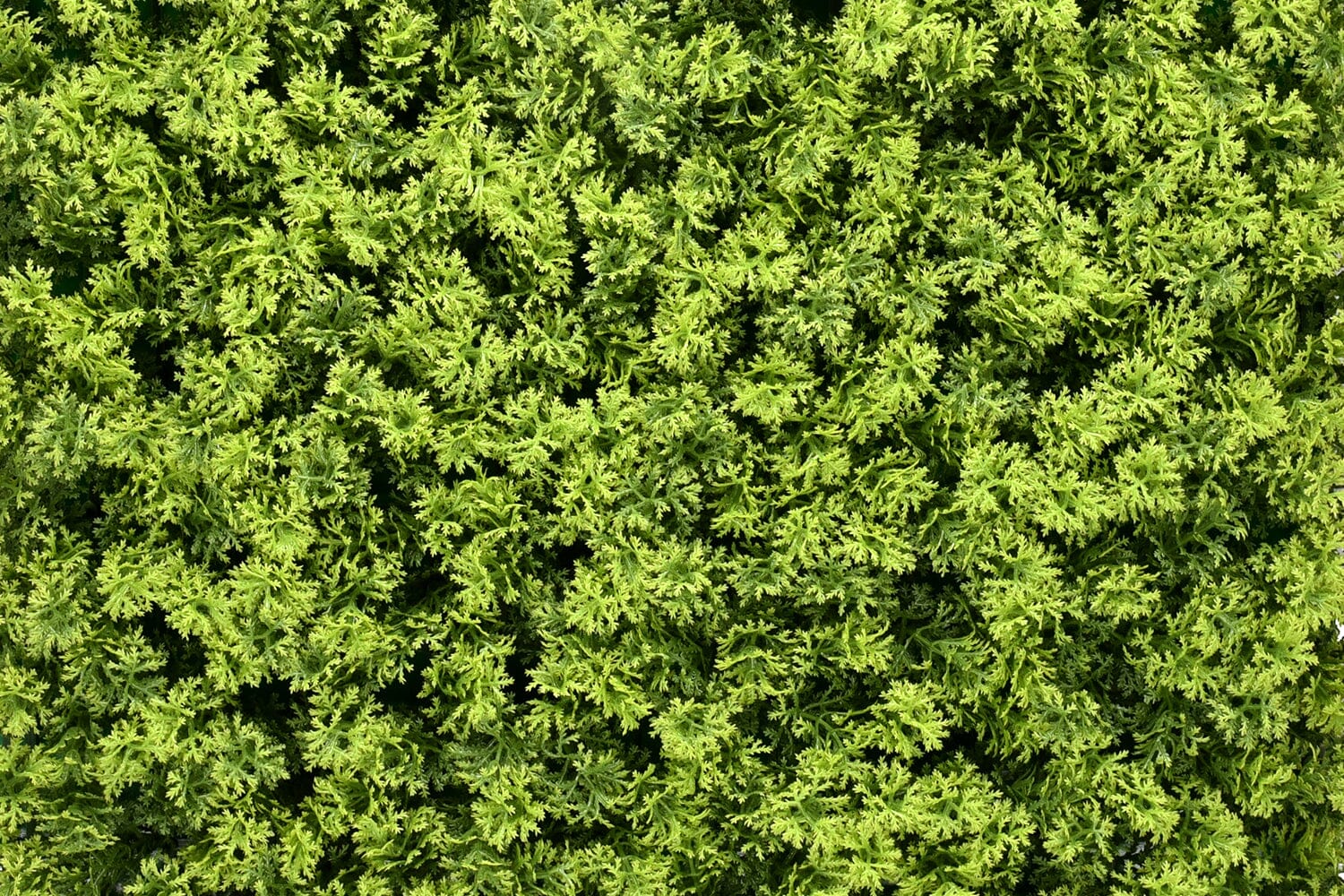 Kunsthaag Marie Moss | 100 x 100cm | GJ Floors