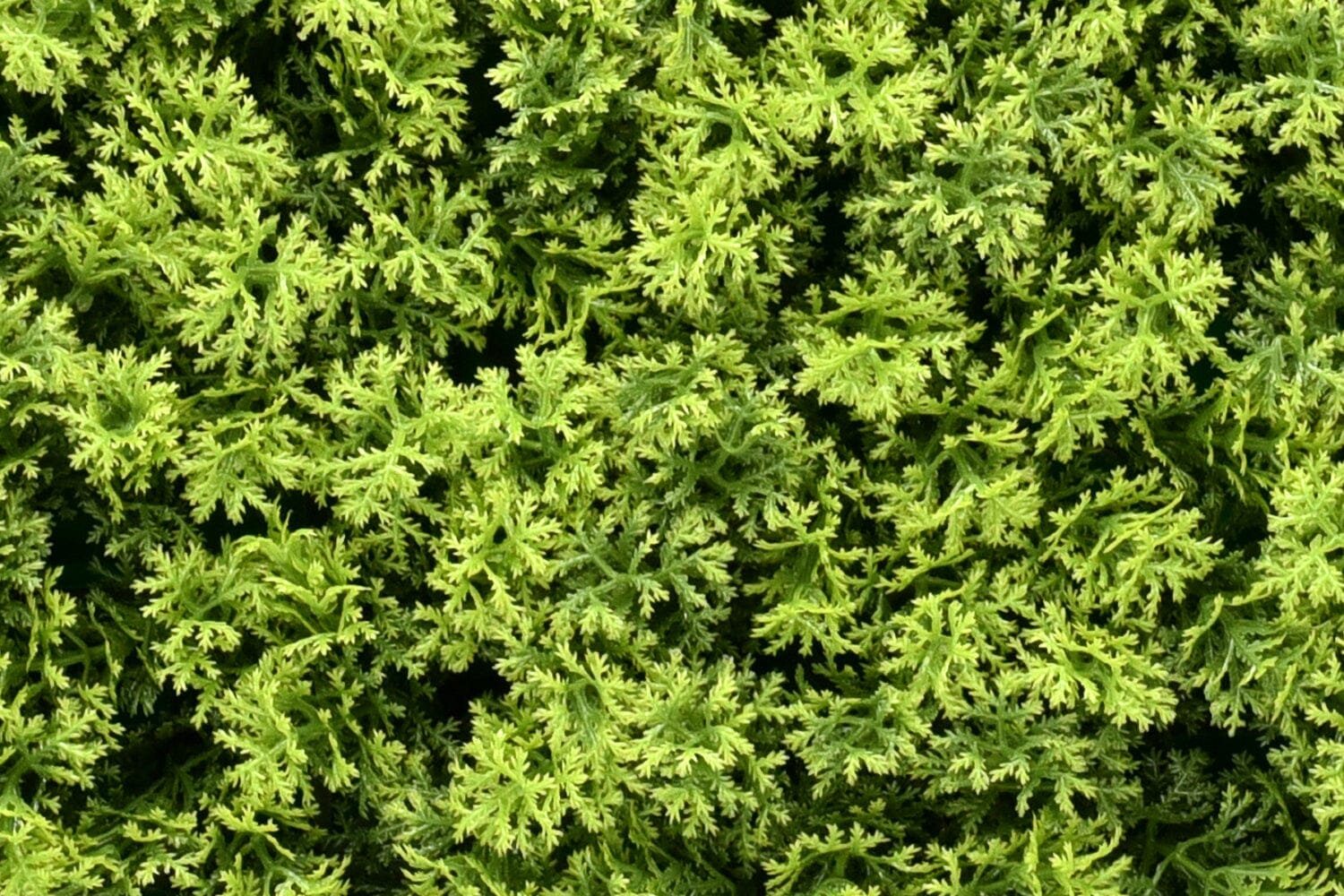 Kunsthaag Marie Moss | 100 x 100cm | GJ Floors