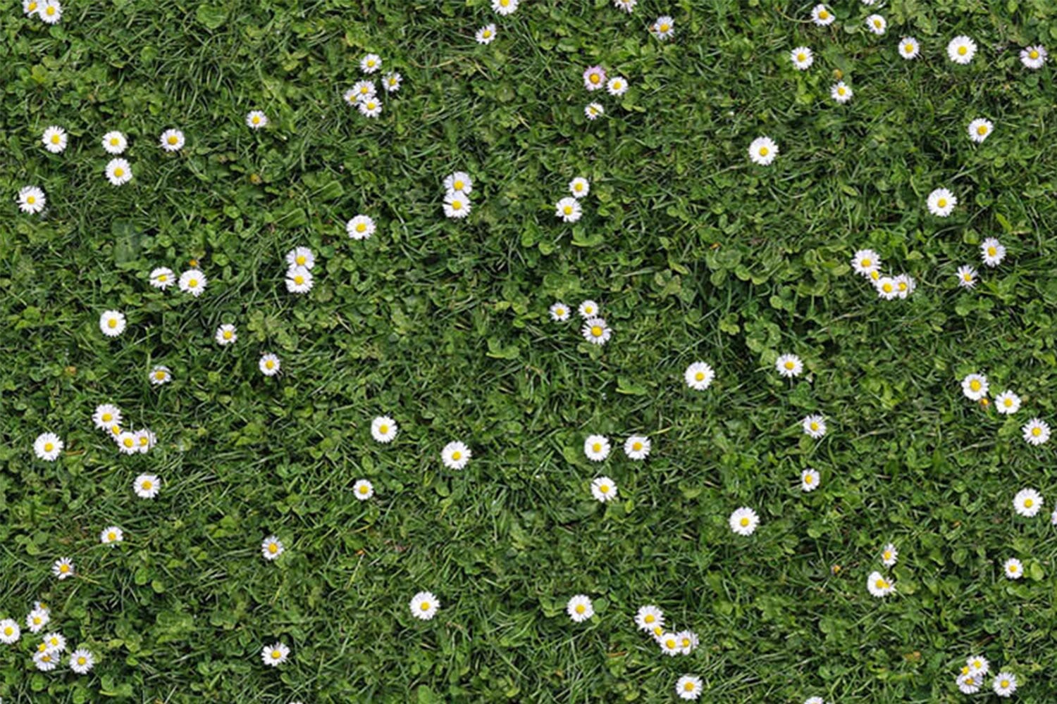 Tokyo Special | Loper met patroon | Bloemenweide | 200cm | GJ Floors